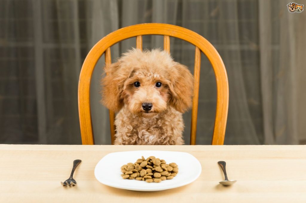 درمان غذا نخوردن توله سگ