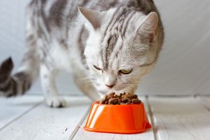میزان غذای گربه در روز