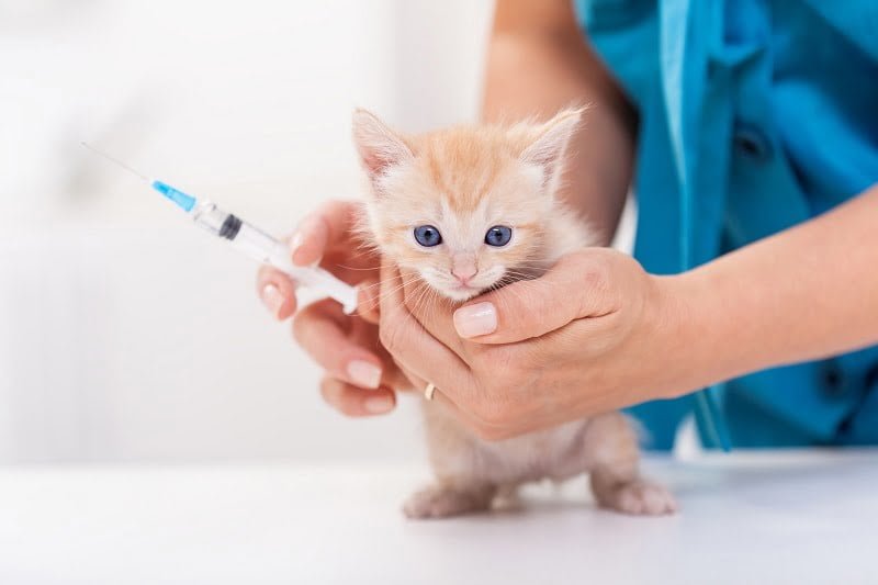 عوارض بعد از واکسیناسیون گربه